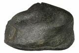 Fossil Whale Ear Bone - Miocene #144917-1
